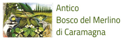 Bosco del Merlino