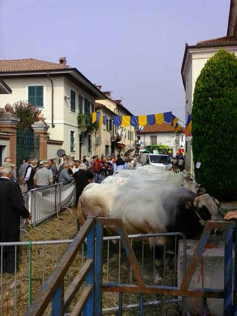 Bovini in esposizione