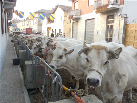 Fiera Zootecnica (29/9/2014)