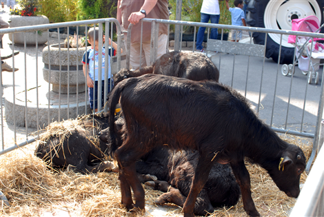 Fiera Zootecnica 2011