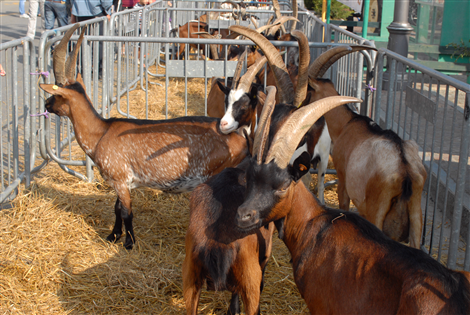 Fiera Zootecnica (26/9/2011)