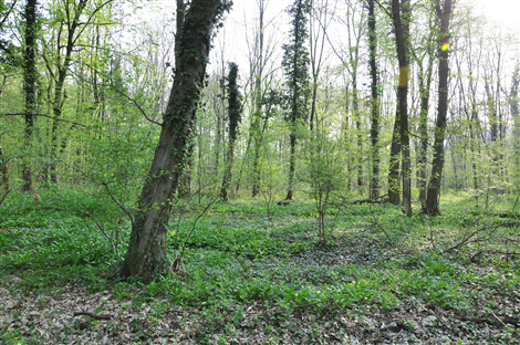 Bosco del Merlino