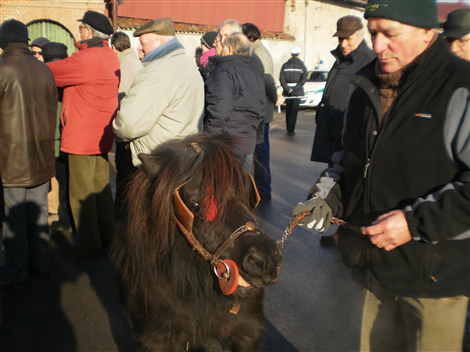 Benedizione degli animali - Sant'Antonio Abate