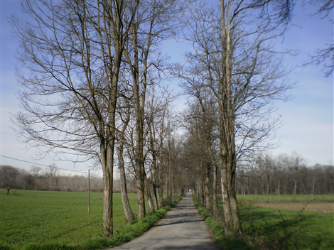 Bosco del Merlino