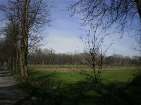 Altra veduta del Bosco del Merlino