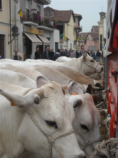Animali in mostra
