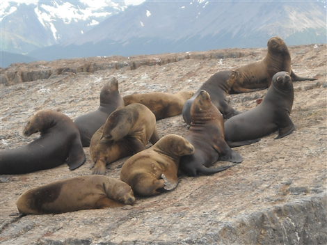 Leoni marini a Ushuaia