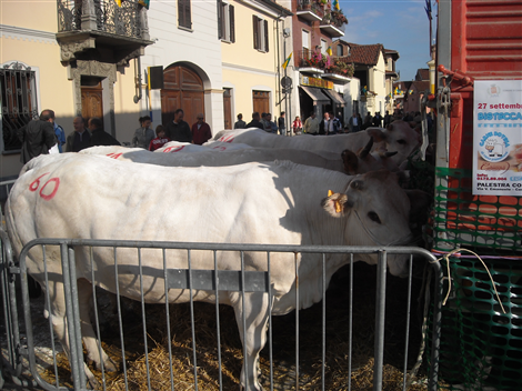 Esposizione di bovini