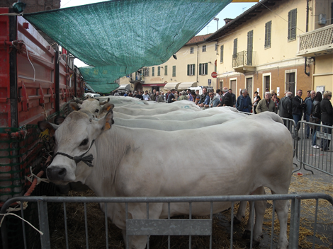 Piazza Umberto I