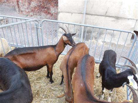 Animali in esposizione