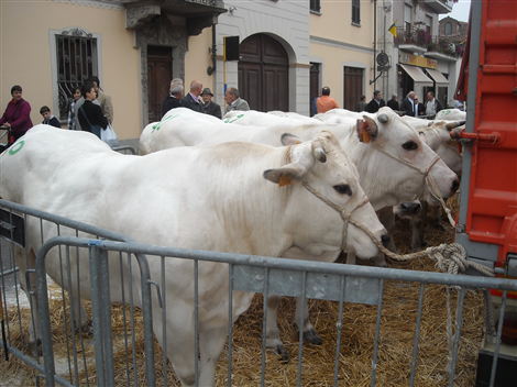 Esposizione